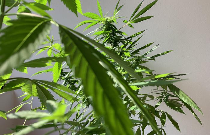 Aumentan casos de esquizofrenia vinculados al consumo de cannabis tras legalización